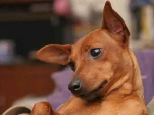 Cachorro raça Pinscher idade 4 anos nome Bobi
