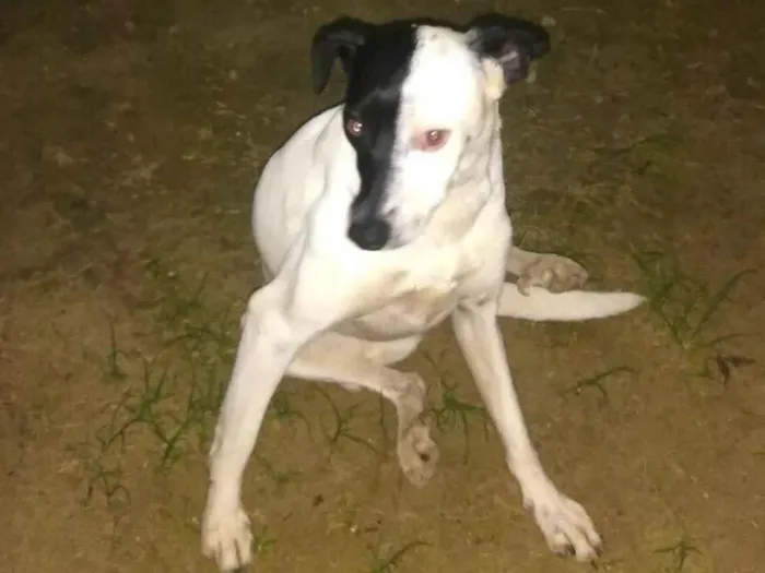 Cachorro ra a SRD-ViraLata idade  nome Julieta e pretinha 