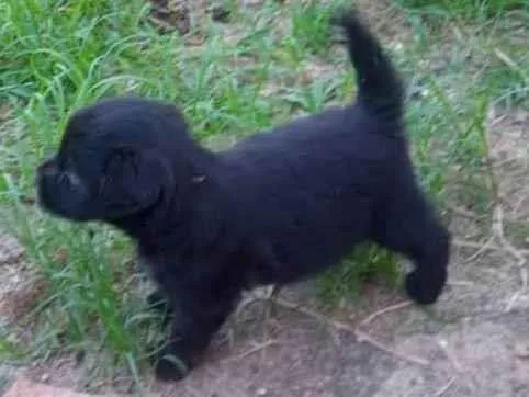 Cachorro ra a Mesturado  idade Abaixo de 2 meses nome N tem nome ainda 