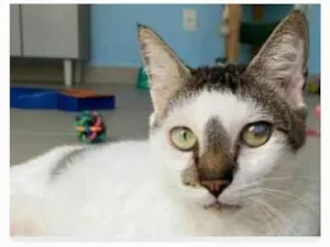 Gato raça srd tricolor idade 2 anos nome SADAN
