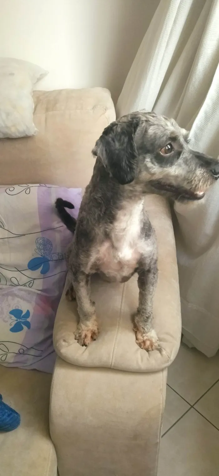 Cachorro ra a Poodle idade 1 ano nome Doguinho