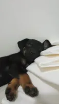 Cachorro raça SRD-ViraLata idade 2 a 6 meses nome Luna 