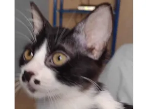 Gato raça  idade 2 a 6 meses nome Estrelinha 