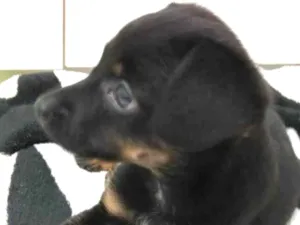 Cachorro raça SRD-ViraLata idade 2 a 6 meses nome Luna 