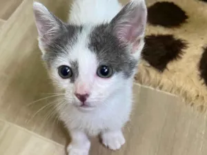 Gato raça Srd idade Abaixo de 2 meses nome Francisca&Flavinho