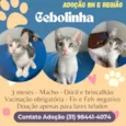 Cebolinha