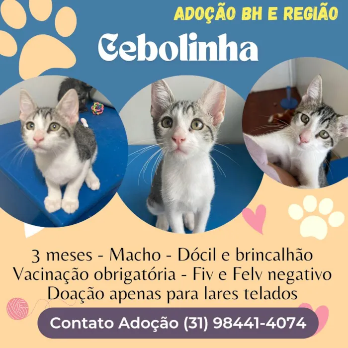Gato raça SRD-ViraLata idade 2 a 6 meses nome Cebolinha