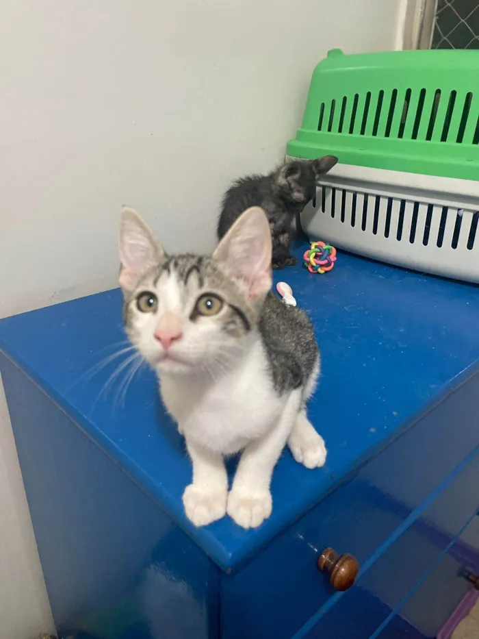 Gato raça SRD-ViraLata idade 2 a 6 meses nome Cebolinha
