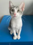 Cebolinha