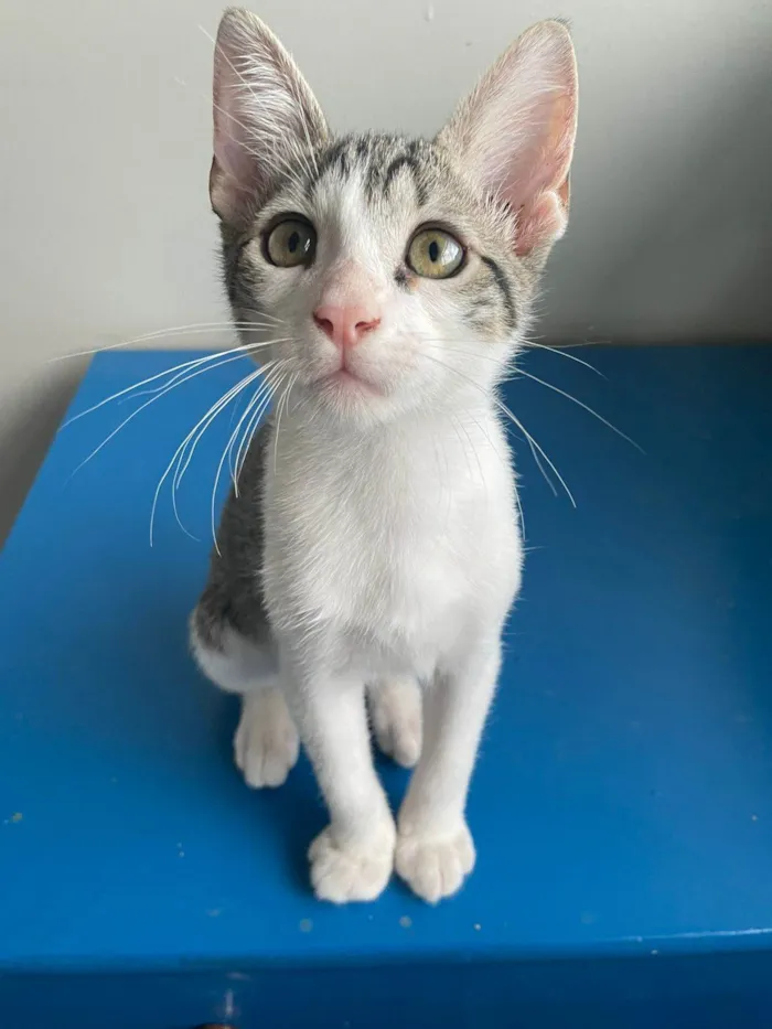 Gato raça SRD-ViraLata idade 2 a 6 meses nome Cebolinha
