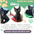 Chico