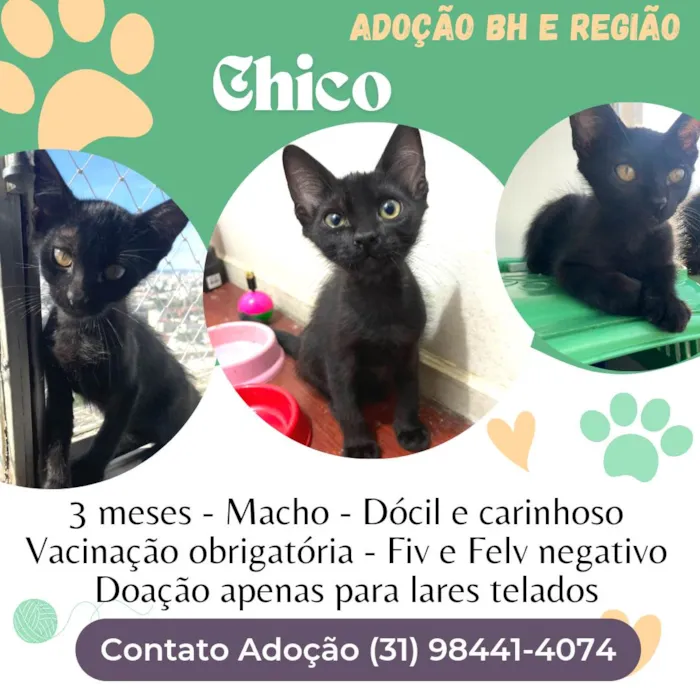 Gato raça SRD-ViraLata idade 2 a 6 meses nome Chico