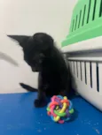 Chico