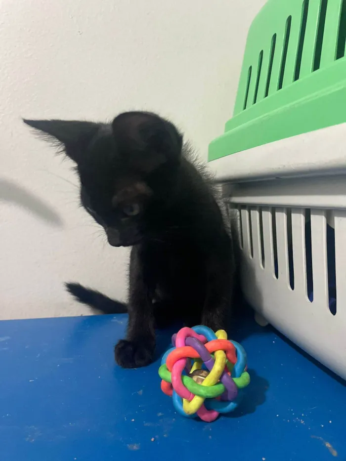 Gato raça SRD-ViraLata idade 2 a 6 meses nome Chico