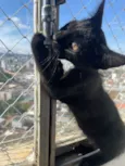 Chico