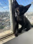 Chico