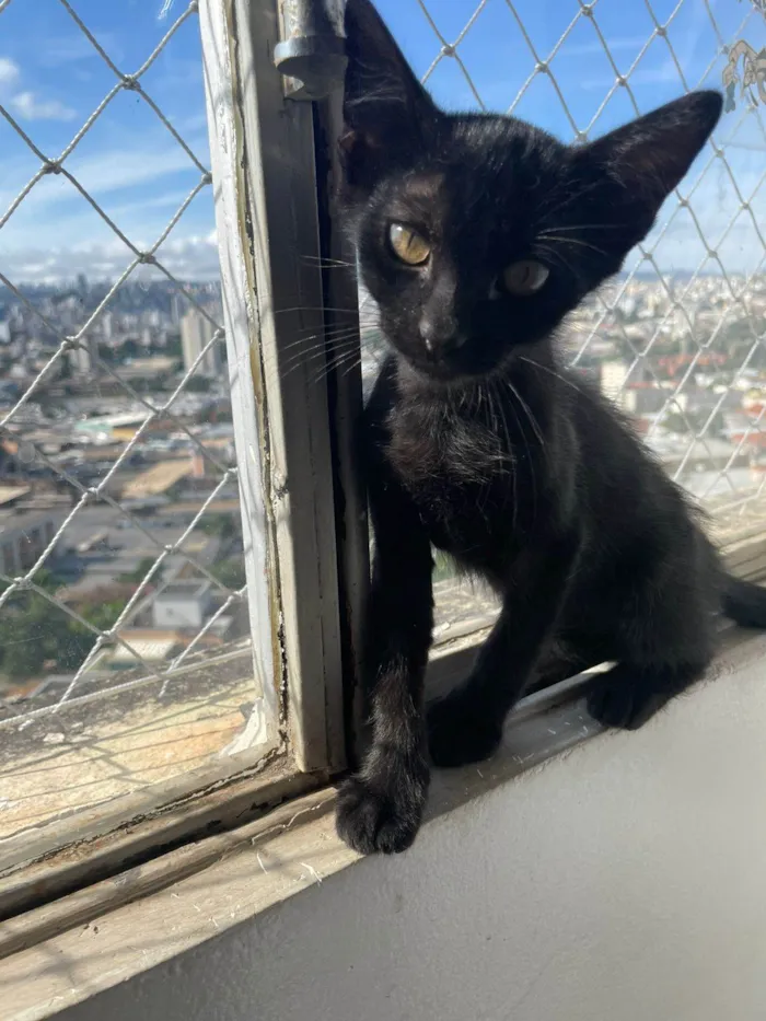 Gato raça SRD-ViraLata idade 2 a 6 meses nome Chico
