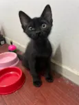 Chico
