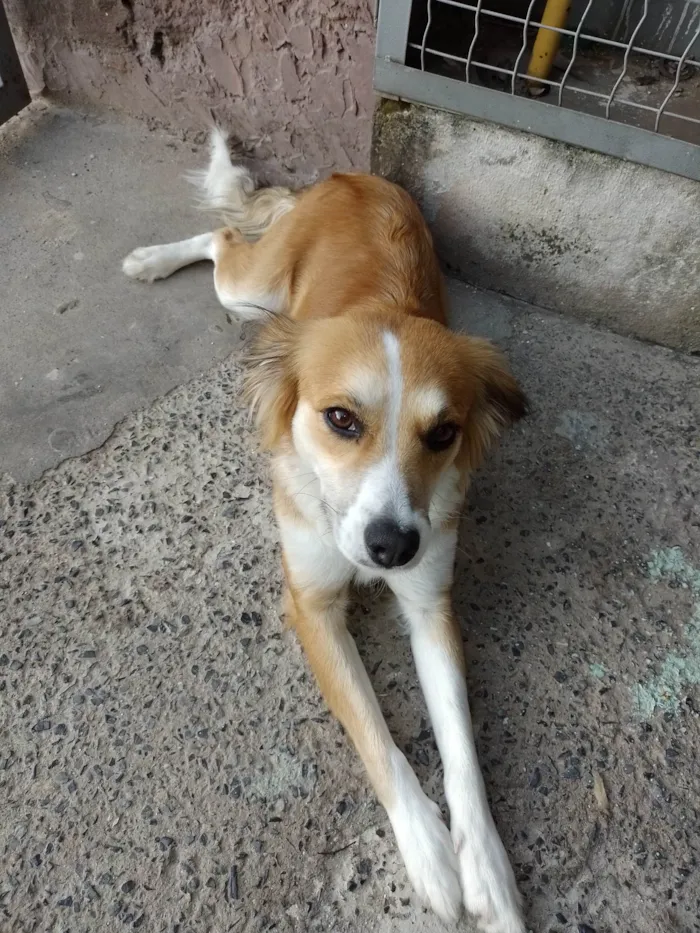 Cachorro ra a SRD-ViraLata idade 1 ano nome Lola