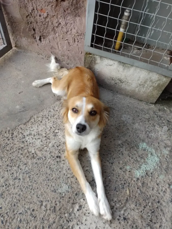 Cachorro ra a SRD-ViraLata idade 1 ano nome Lola