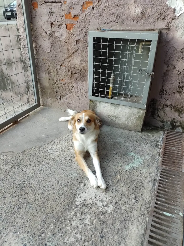Cachorro ra a SRD-ViraLata idade 1 ano nome Lola