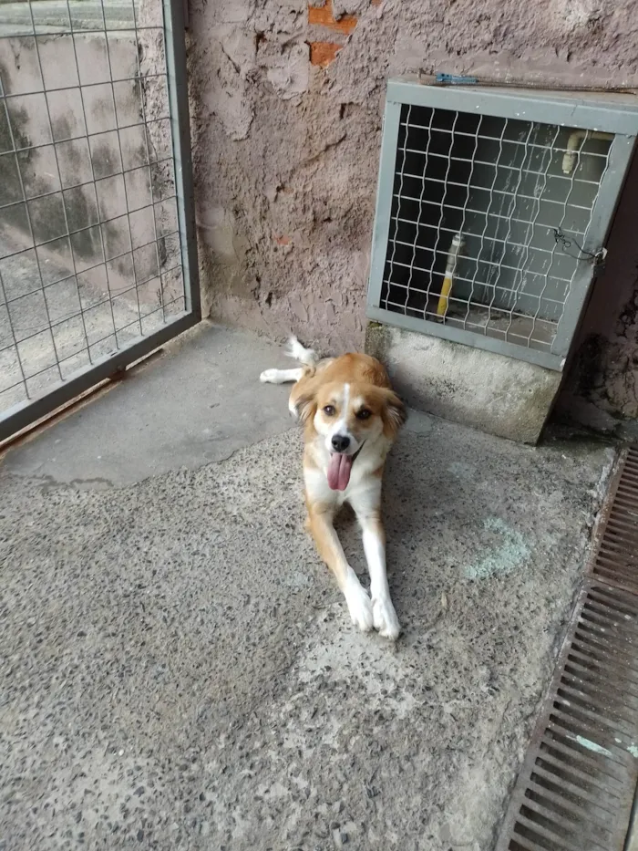 Cachorro ra a SRD-ViraLata idade 1 ano nome Lola