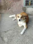 Lola
