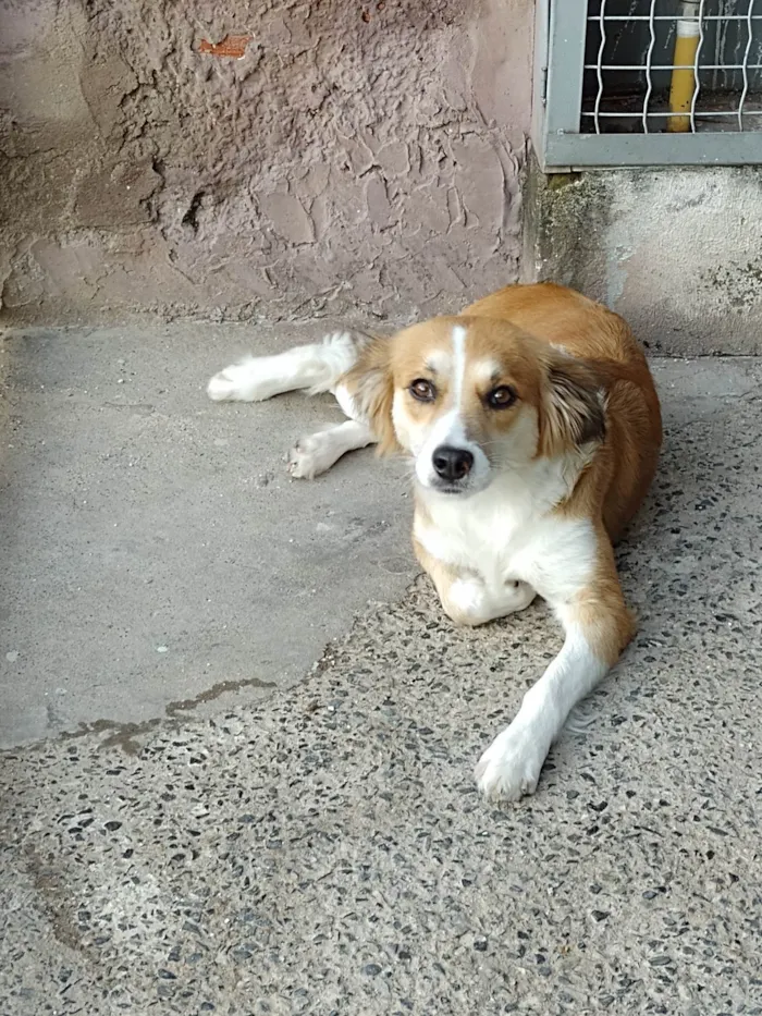 Cachorro ra a SRD-ViraLata idade 1 ano nome Lola