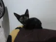 Canela