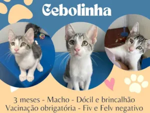Gato raça SRD-ViraLata idade 2 a 6 meses nome Cebolinha