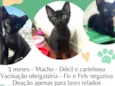 Chico
