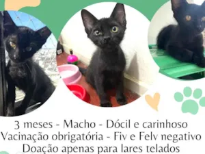 Gato raça SRD-ViraLata idade 2 a 6 meses nome Chico