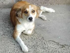 Cachorro raça SRD-ViraLata idade 1 ano nome Lola