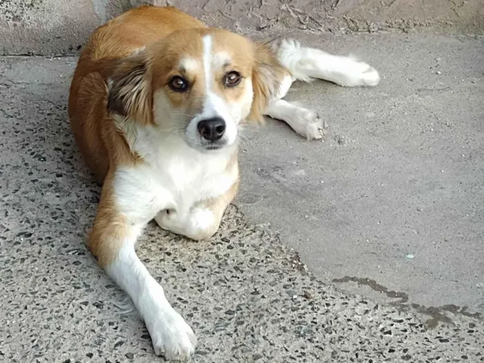 Cachorro ra a SRD-ViraLata idade 1 ano nome Lola