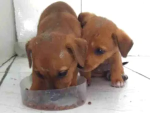 Cachorro raça SRD-ViraLata idade 2 a 6 meses nome     