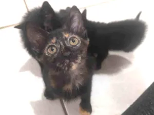 Gato raça Viralata idade Abaixo de 2 meses nome Canela