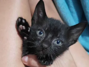 Gato raça Nenhum idade Abaixo de 2 meses nome Toddy
