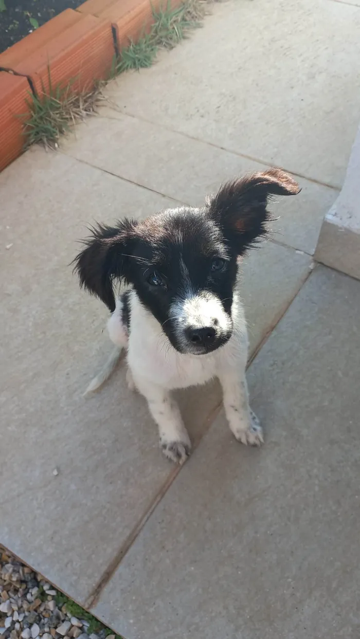 Cachorro raça Srd idade 2 a 6 meses nome Sem nome