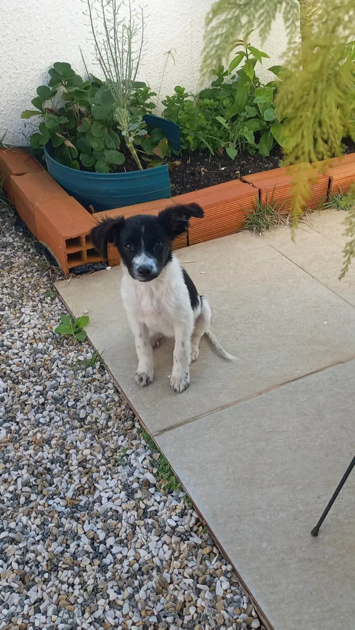 Cachorro raça Srd idade 2 a 6 meses nome Sem nome
