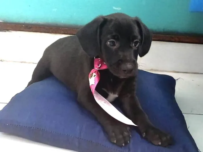 Cachorro raça SRD-ViraLata idade 2 a 6 meses nome Mike bb2meses 