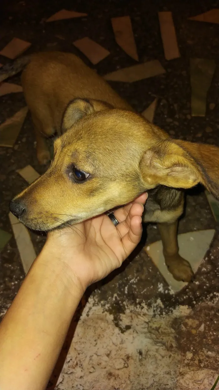 Cachorro ra a SRD-ViraLata idade Abaixo de 2 meses nome Cachorro 