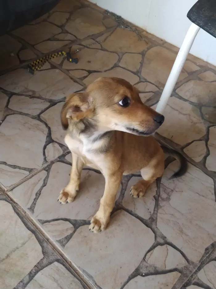 Cachorro ra a SRD-ViraLata idade Abaixo de 2 meses nome Cachorro 