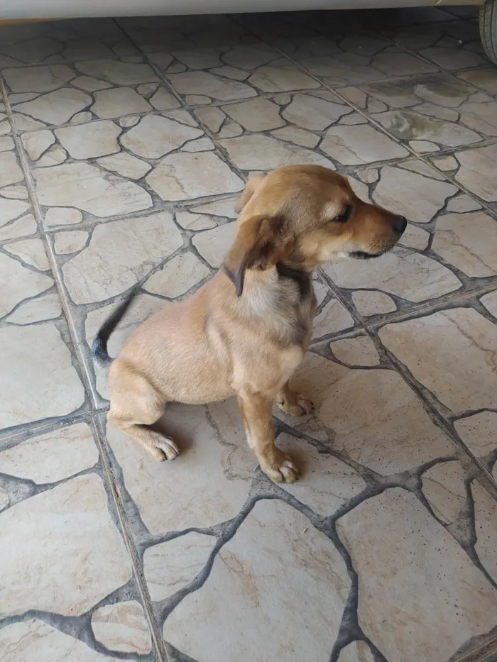 Cachorro ra a SRD-ViraLata idade Abaixo de 2 meses nome Cachorro 