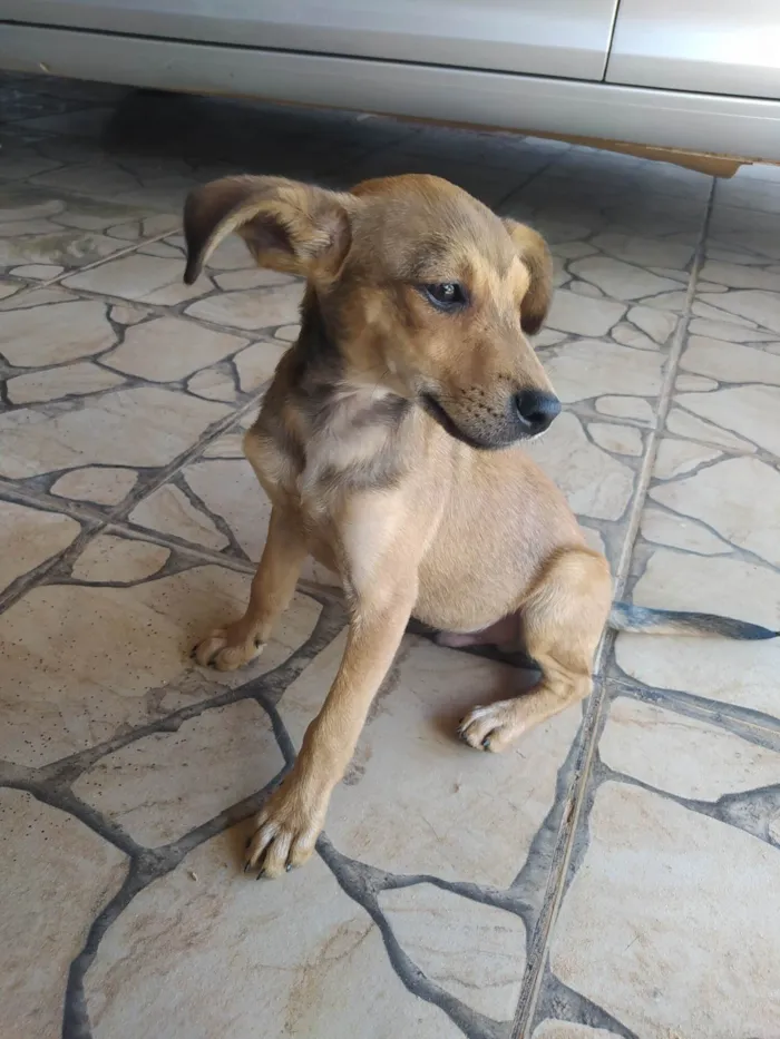 Cachorro ra a SRD-ViraLata idade Abaixo de 2 meses nome Cachorro 