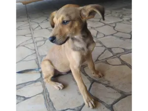 Cachorro raça SRD-ViraLata idade Abaixo de 2 meses nome Cachorro 