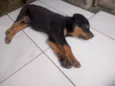 Simon
