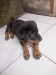 Simon