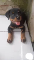 Simon