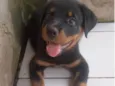 Simon