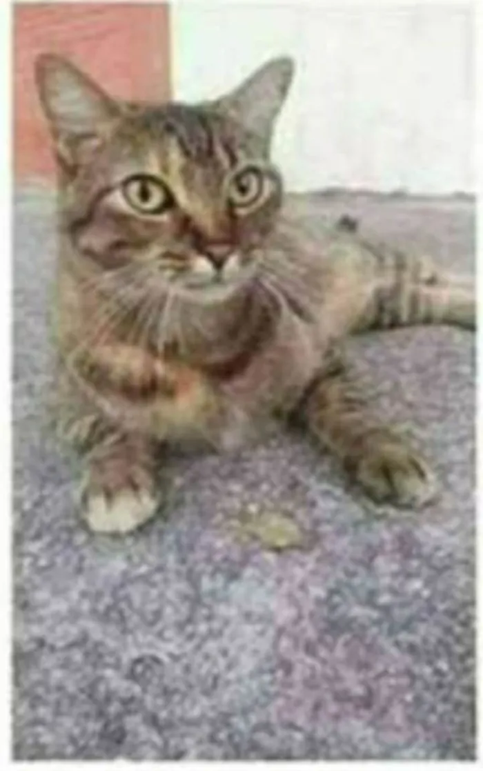 Gato ra a srd tigradinha  idade 4 anos nome JULLY